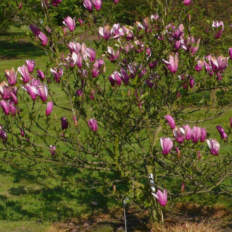 Magnólia hybridná (Magnolia hybrida) ´ANN´- výška 30-50 cm, kont. C3L (-26°C)